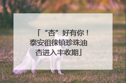 “杏”好有你！泰安徂徕镇珍珠油杏进入丰收期