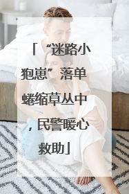 “迷路小狍崽”落单蜷缩草丛中，民警暖心救助