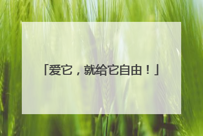 爱它，就给它自由！