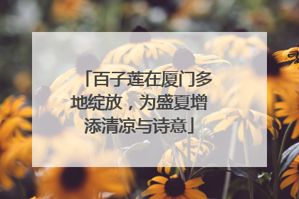 百子莲在厦门多地绽放，为盛夏增添清凉与诗意