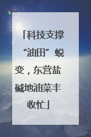 科技支撑“油田”蜕变，东营盐碱地油菜丰收忙