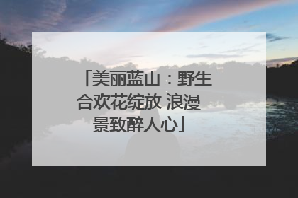 美丽蓝山：野生合欢花绽放 浪漫景致醉人心
