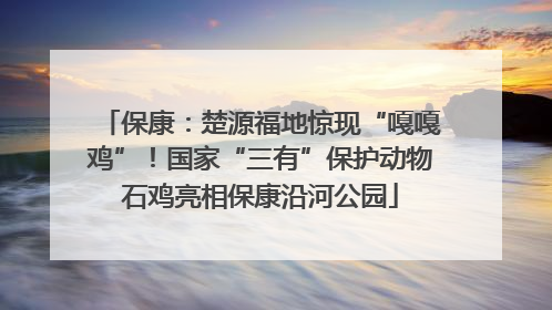 保康：楚源福地惊现“嘎嘎鸡”！国家“三有”保护动物石鸡亮相保康沿河公园
