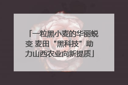 一粒黑小麦的华丽蜕变 麦田“黑科技”助力山西农业向新提质