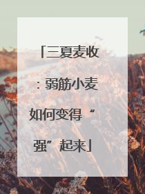 三夏麦收：弱筋小麦如何变得“强”起来
