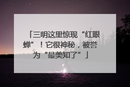三明这里惊现“红眼蝉”！它很神秘，被誉为“最美知了”