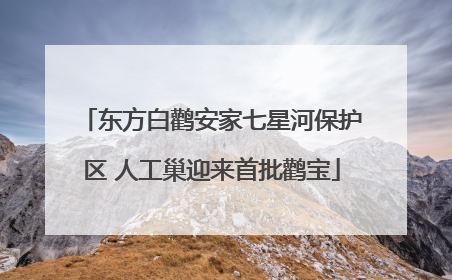 东方白鹳安家七星河保护区 人工巢迎来首批鹳宝