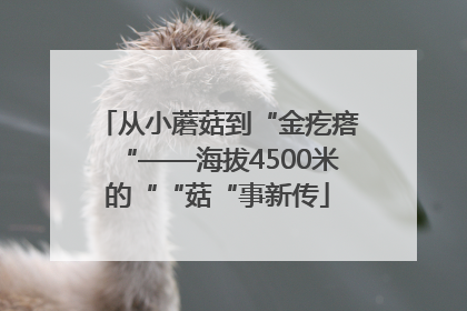 从小蘑菇到“金疙瘩“——海拔4500米的““菇“事新传