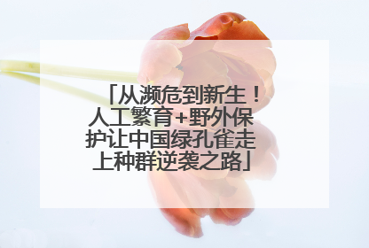 从濒危到新生！人工繁育+野外保护让中国绿孔雀走上种群逆袭之路