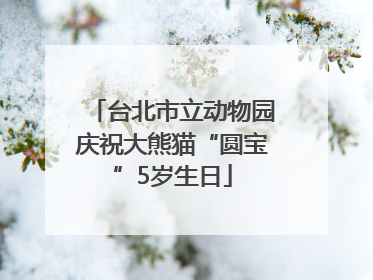 台北市立动物园庆祝大熊猫“圆宝”5岁生日