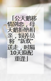 公天鹅移情别恋，母天鹅拒绝相亲，饲养员将“新欢”送走，时隔10天原配重逢