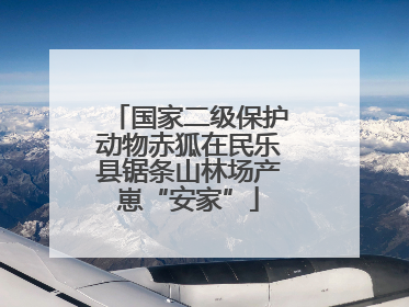 国家二级保护动物赤狐在民乐县锯条山林场产崽“安家”
