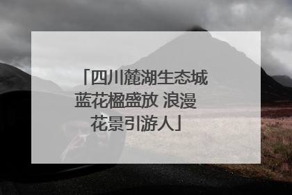四川麓湖生态城蓝花楹盛放 浪漫花景引游人
