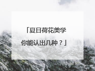 夏日荷花美学 你能认出几种？