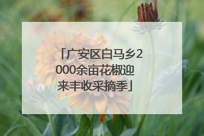 广安区白马乡2000余亩花椒迎来丰收采摘季