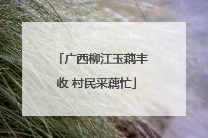广西柳江玉藕丰收 村民采藕忙