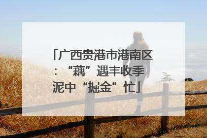 广西贵港市港南区：“藕”遇丰收季 泥中“掘金”忙
