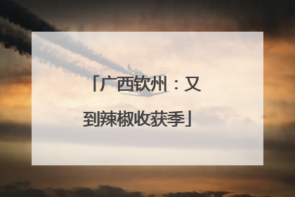 广西钦州：又到辣椒收获季