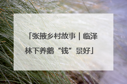 张掖乡村故事｜临泽林下养鹅“钱”景好