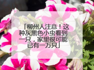 柳州人注意！这种灰黑色小虫看到一只，家里很可能已有一万只