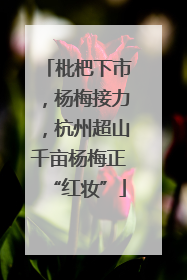 枇杷下市，杨梅接力，杭州超山千亩杨梅正“红妆”