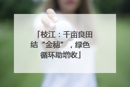 枝江：千亩良田结“金穗”，绿色循环助增收