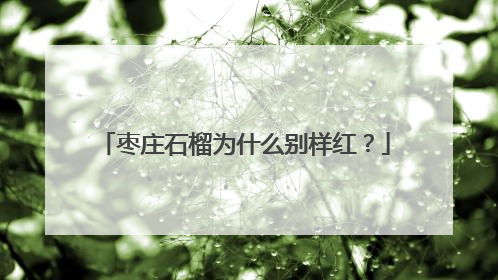 枣庄石榴为什么别样红？