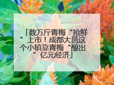 数万斤青梅“抢鲜”上市！成都大邑这个小镇靠青梅“酿出”亿元经济