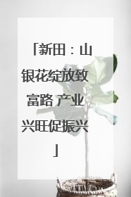 新田：山银花绽放致富路 产业兴旺促振兴