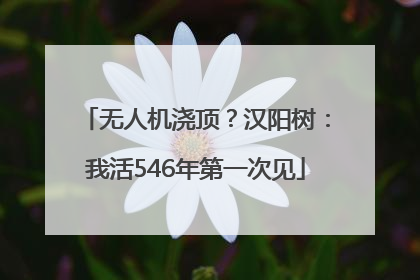 无人机浇顶？汉阳树：我活546年第一次见