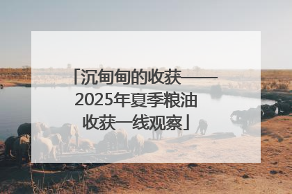 沉甸甸的收获——2025年夏季粮油收获一线观察