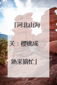 河北山海关：樱桃成熟采摘忙