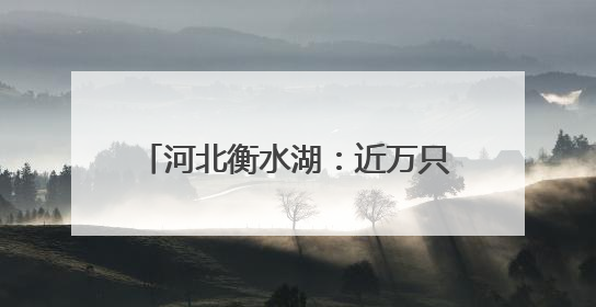 河北衡水湖：近万只夏候鸟进入繁殖期