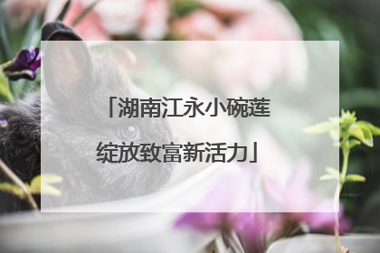 湖南江永小碗莲绽放致富新活力