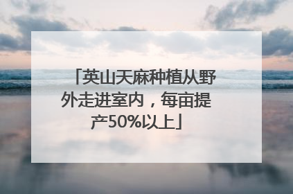 英山天麻种植从野外走进室内，每亩提产50%以上