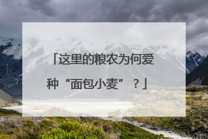 这里的粮农为何爱种“面包小麦”？