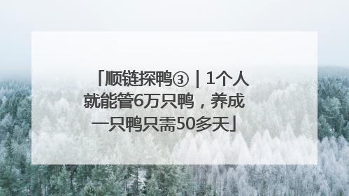 顺链探鸭③｜1个人就能管6万只鸭，养成一只鸭只需50多天